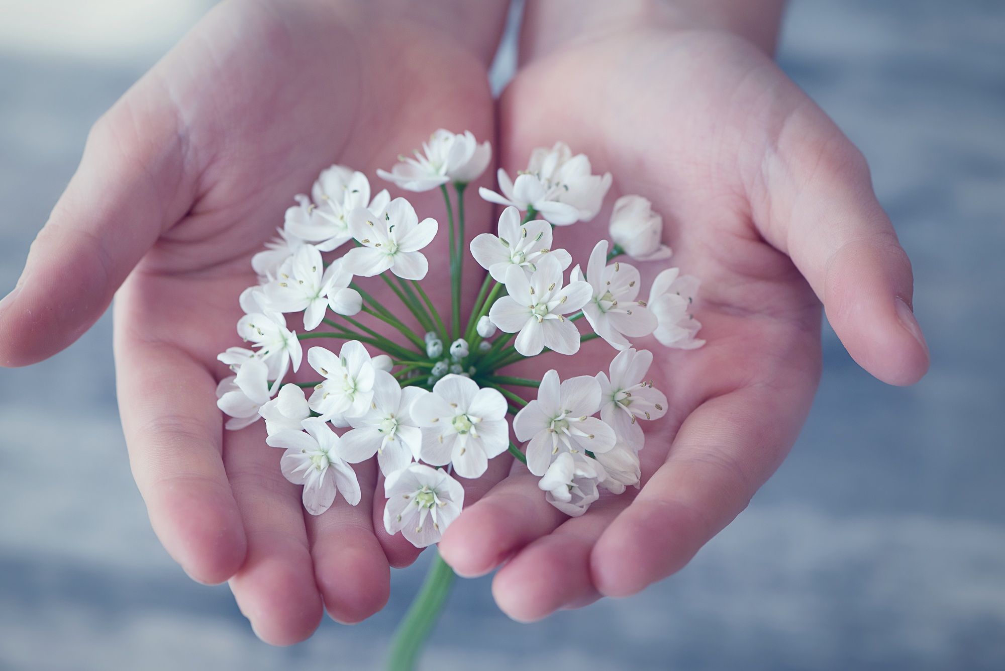 A close-up image of white flowers held delicately in a person's hands, symbolizing care and tenderness.